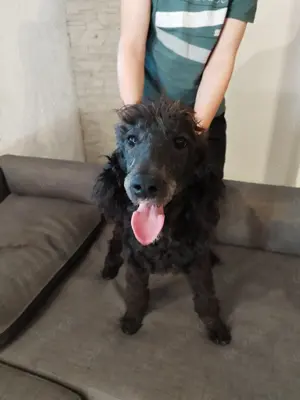 Notverkauf Zuchtaufgabe Wunderschöne Königspudel 