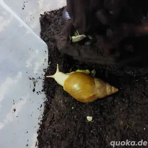 Lisschatina fulica White Jade