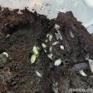 Blaue und Panda Asseln