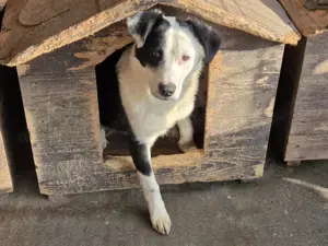 Junge Hündin Lupa sucht ihre Menschen