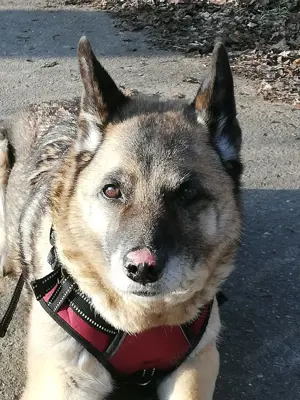 Naala sucht eine lieeeebe Familie!