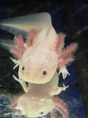 Axolotl Weißlinge, Wildlinge, Harlekin und Albino Red Eye 14cm abzugeben Jungtiere