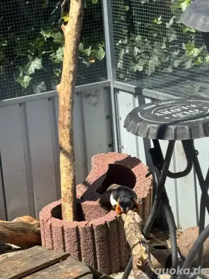 Junge Schönhörnchen abzugeben