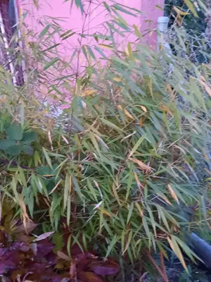 chin. Zwergschilfgras