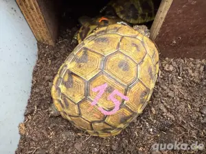 Griechische Landschildkröten THB   NZ 2024, auf Weibchen gebrütet