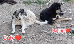 Rachel sucht ein liebevolles Zuhause Bild 3