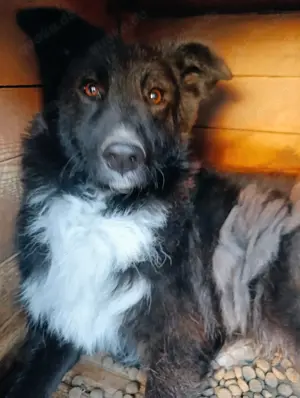 Marlen sucht immer noch ihr endgültiges Zuhause Bild 2