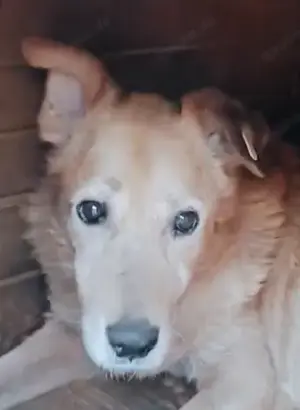 Axy braucht ein Zuhause für immer