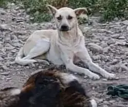 Jasmin - soll sie deine Begleiterin sein? Bild 3