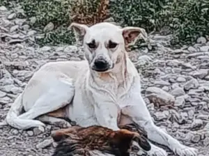 Jasmin - soll sie deine Begleiterin sein?