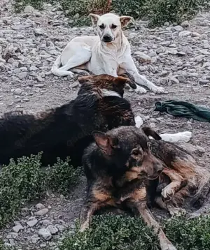 Jasmin - soll sie deine Begleiterin sein? Bild 2