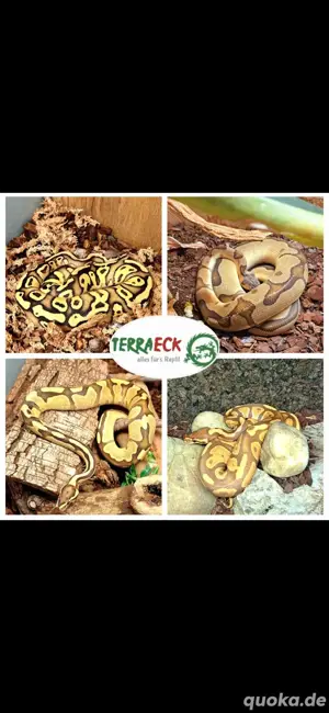 Königspythons 