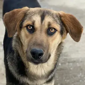 Chita, geb. ca. 05 2024, lebt in GRIECHENLAND, auf einer privaten Pflegestelle 