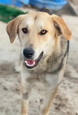 Ciri, geb. ca. 05 2024, lebt in GRIECHENLAND, auf einer privaten Pflegestelle  Bild 5