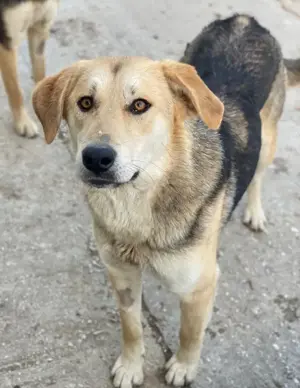 Ciri, geb. ca. 05 2024, lebt in GRIECHENLAND, auf einer privaten Pflegestelle  Bild 10