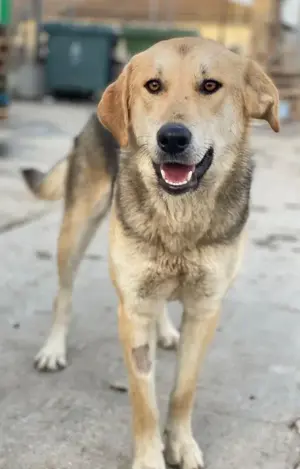 Ciri, geb. ca. 05 2024, lebt in GRIECHENLAND, auf einer privaten Pflegestelle  Bild 2