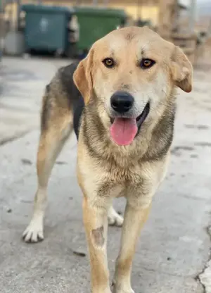 Ciri, geb. ca. 05 2024, lebt in GRIECHENLAND, auf einer privaten Pflegestelle  Bild 7