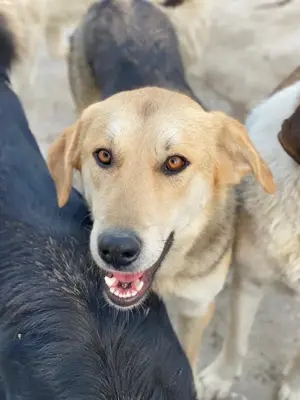 Ciri, geb. ca. 05 2024, lebt in GRIECHENLAND, auf einer privaten Pflegestelle  Bild 8