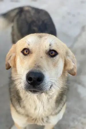 Ciri, geb. ca. 05 2024, lebt in GRIECHENLAND, auf einer privaten Pflegestelle  Bild 3