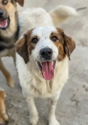 Melania, geb. ca. 01 2024, lebt in GRIECHENLAND, auf einer privaten Pflegestelle Bild 6