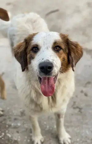 Melania, geb. ca. 01 2024, lebt in GRIECHENLAND, auf einer privaten Pflegestelle Bild 4