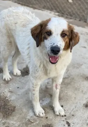 Melania, geb. ca. 01 2024, lebt in GRIECHENLAND, auf einer privaten Pflegestelle Bild 2