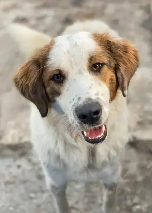 Melania, geb. ca. 01 2024, lebt in GRIECHENLAND, auf einer privaten Pflegestelle Bild 8