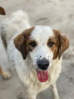 Melania, geb. ca. 01 2024, lebt in GRIECHENLAND, auf einer privaten Pflegestelle Bild 5