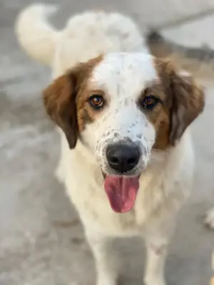 Melania, geb. ca. 01 2024, lebt in GRIECHENLAND, auf einer privaten Pflegestelle Bild 3