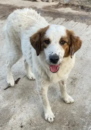 Melania, geb. ca. 01 2024, lebt in GRIECHENLAND, auf einer privaten Pflegestelle Bild 10