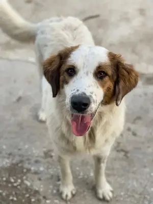 Melania, geb. ca. 01 2024, lebt in GRIECHENLAND, auf einer privaten Pflegestelle Bild 7