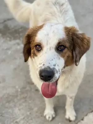 Melania, geb. ca. 01 2024, lebt in GRIECHENLAND, auf einer privaten Pflegestelle Bild 9