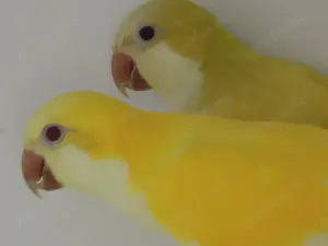 2 Zuchtpaare Mönchsittiche