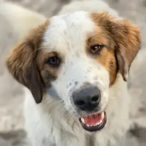 Melania, geb. ca. 01 2024, lebt in GRIECHENLAND, auf einer privaten Pflegestelle Bild 1