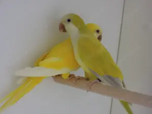 Junge Mönchsittiche