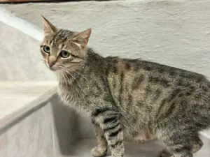 Tigermädchen Flia sucht ihre Familie