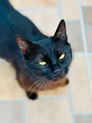 Lackfellchen Nia sucht ihre Menschen