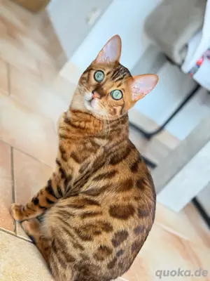 bengal kater 