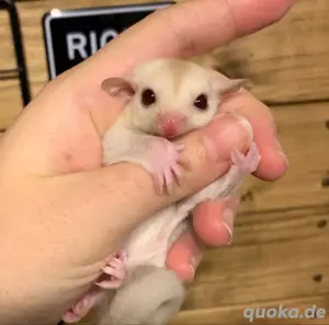 Zuckerhörnchen Bild 2