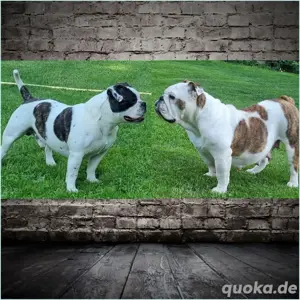 Wurfankündigung New English Bulldog 