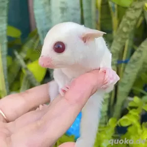 Amazing Sugar Gliders