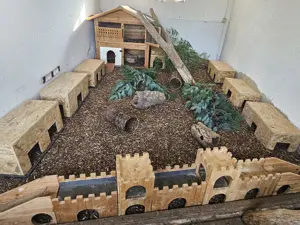 Aufnahme UND Vermittlung von Meerschweinchen und Hasen <3