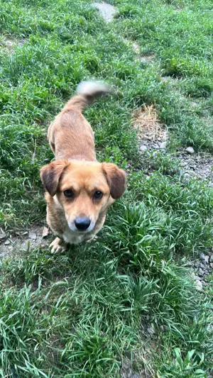 Bolek - Mini mit Herz