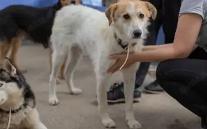 Semmerl wartet auf seine Chance			 Bild 5