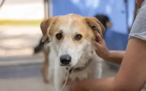 Semmerl wartet auf seine Chance			 Bild 4