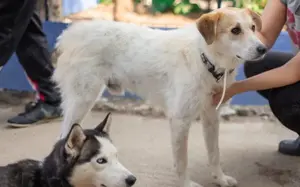 Semmerl wartet auf seine Chance			 Bild 3