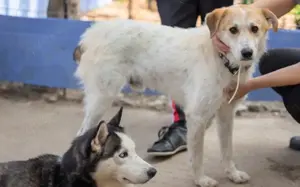 Semmerl wartet auf seine Chance			 Bild 2