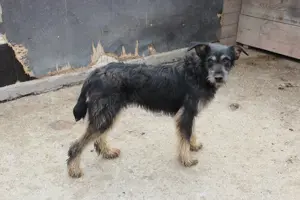 Rüde Urmel sucht seine Menschen