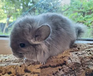 Angorachinchilla Böckchen Bild 3
