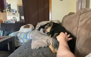 Schenkst du Eva dein Herz? Bild 6